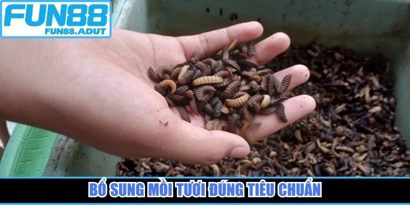 Bổ sung mồi tươi đúng tiêu chuẩn