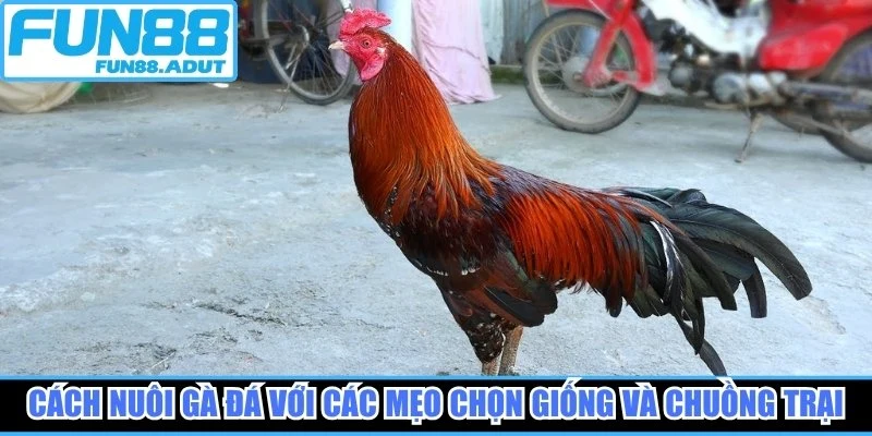 Cách nuôi gà đá với các mẹo chọn giống và chuồng trại
