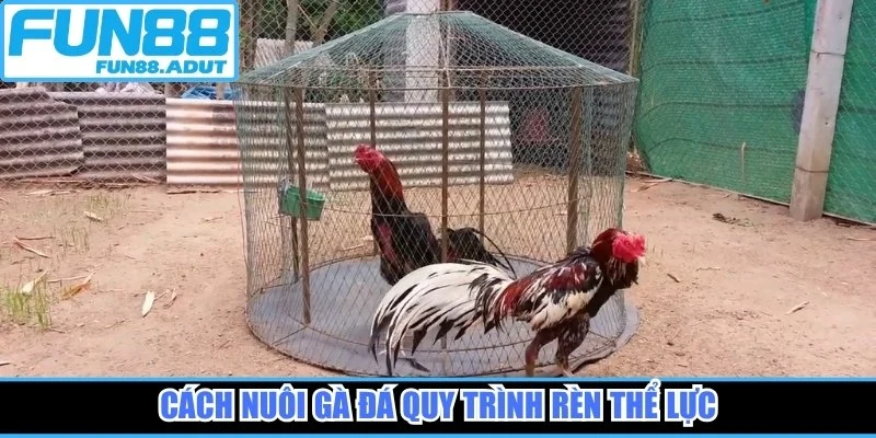 Cách nuôi gà đá quy trình rèn thể lực