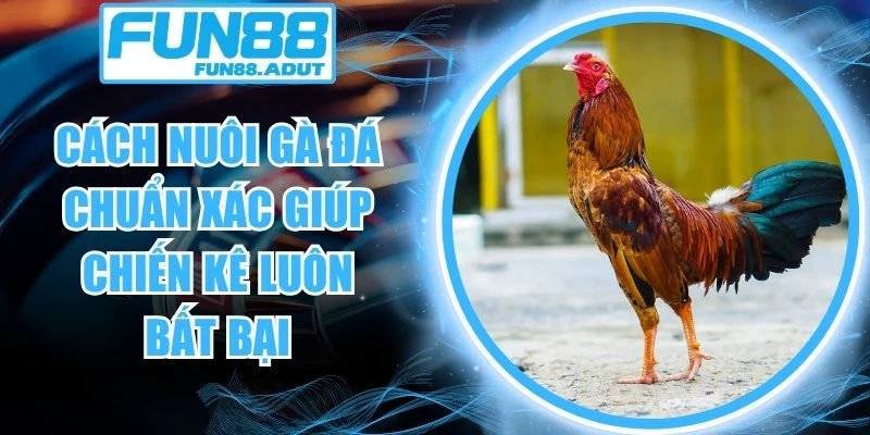 cách nuôi gà đá